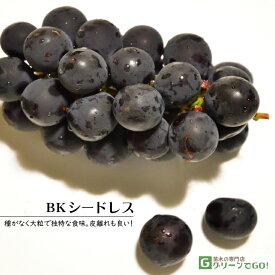 ぶどう 苗木 【BK シードレス ［登録品種］】 3年生 ウイルスフリー 接ぎ木 約1.1m 大苗 葡萄 ぶどうの木 通販 果樹 接木 苗 落葉樹 つる性植物