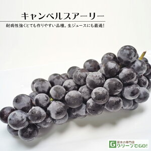Ԃǂ c yLxXA[[z 1N ECXt[ ڂ |bgc  Ԃǂ̖ ʔ ʎ ږ c t 鐫A