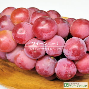 Ԃǂ c yNC[j[i mo^inz 1N ECXt[ ڂ |bgc  Ԃǂ̖ ʔ ʎ ږ c t 鐫A