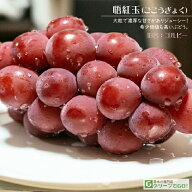 ぶどう 苗木 【悟紅玉（ごこうぎょく） ※旧 ゴルビー】 1年生 ウイルスフリー 接ぎ木 ポット苗 葡萄 ぶ…