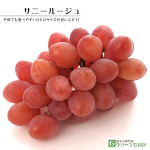 Ԃǂ c yTj[[Wz 3N ECXt[ ڂ 1.1m c  Ԃǂ̖ ʔ ʎ ږ c t 鐫A