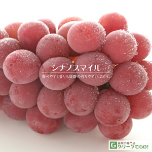 Ԃǂ c yVimX}Cz 1N ECXt[ ڂ |bgc  Ԃǂ̖ ʔ ʎ ږ c t 鐫A