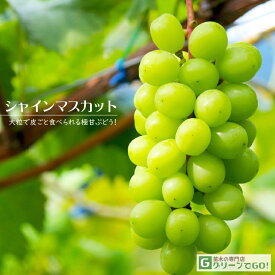 楽天市場 シャインマスカット 苗木の通販