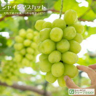 ぶどう 苗木 【シャインマスカット ［登録品種］】 3年生 ウイルスフリー 接ぎ木 約1.3m 大苗 マスカット…