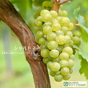 Ԃǂ c yCpi Vhlz 3N ECXt[ ڂ 1.1m c  Ԃǂ̖ ʔ ʎ ږ c t 鐫A