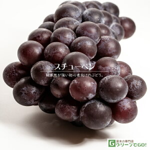 Ԃǂ c yX`[xz 1N } |bgc  Ԃǂ̖ ʔ ʎ c t 鐫A