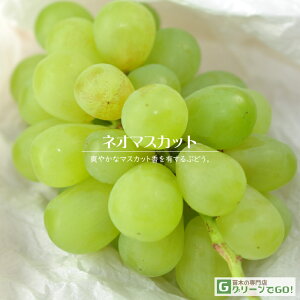 Ԃǂ c ylI}XJbgz 1N ECXt[ ڂ |bgc }XJbg  Ԃǂ̖ ʔ ʎ ږ c t 鐫A
