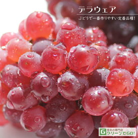 楽天市場 デラウェア 苗木の通販