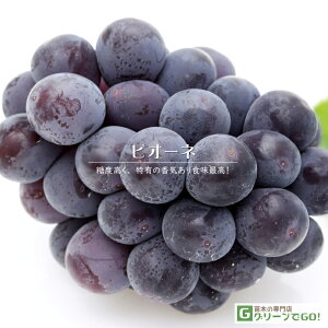 Ԃǂ c ysI[lz 3N ECXt[ ڂ 1.1m c  Ԃǂ̖ ʔ ʎ ږ c t 鐫A