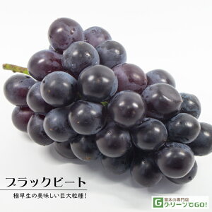 Ԃǂ c yubNr[gz 3N ECXt[ ڂ 1.1m c  Ԃǂ̖ ʔ ʎ ږ c t 鐫A