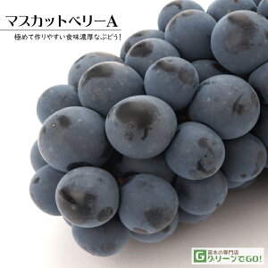 Ԃǂ c y}XJbgx[Az 1N } |bgc }XJbg  Ԃǂ̖ ʔ ʎ c t 鐫A