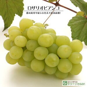 OUTLET [yVs̔]Ԃǂ c yUIrARz 1N ECXt[ ڂ |bgc  Ԃǂ̖ ʔ ʎ ږ c t 鐫A