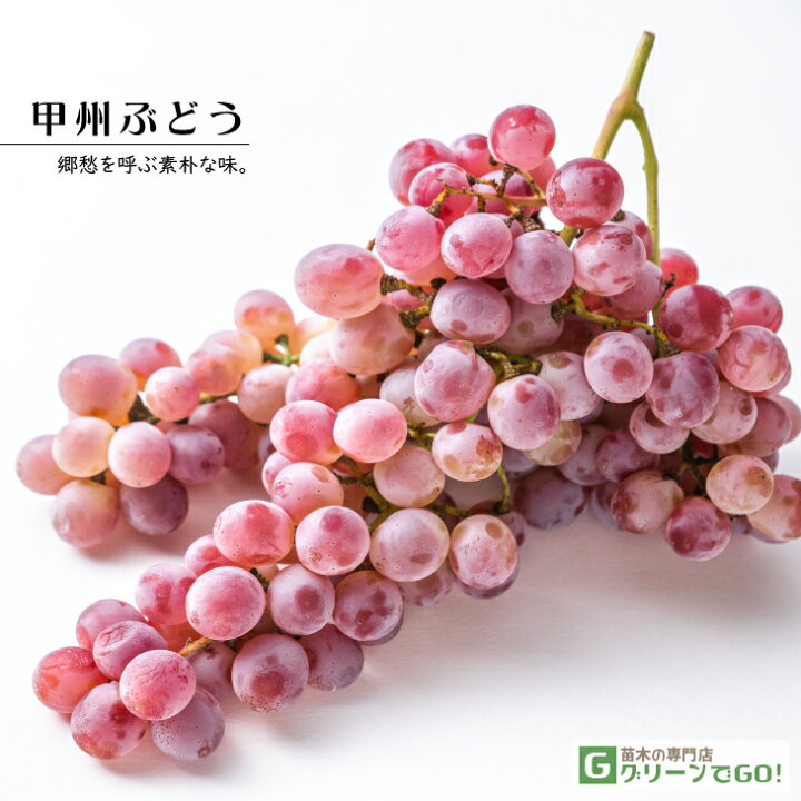 ぶどう 苗木 【甲州ぶどう】 1年生 ウイルスフリー 接ぎ木 ポット苗 葡萄 ぶどうの木 通販 果樹 苗 落葉樹 つる性植物 苗木の専門店 グリーンでGO! ぶどう 苗木 1年生 ウイルスフリー 接ぎ木 ポット苗 マスカット 葡萄 ぶどうの木 通販 果樹 苗 落葉樹 つる性植物