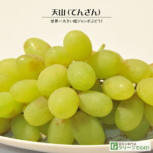 Ԃǂ c yVR iĂ񂴂j mo^inz 1N ECXt[ ڂ |bgc  Ԃǂ̖ ʔ ʎ ږ c t 鐫A