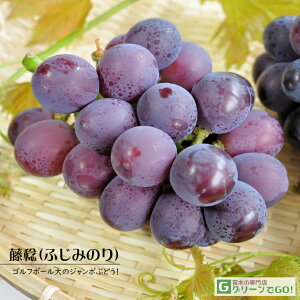 Ԃǂ c y iӂ݂̂jz 3N ECXt[ ڂ 1.1m c  Ԃǂ̖ ʔ ʎ ږ c t 鐫A