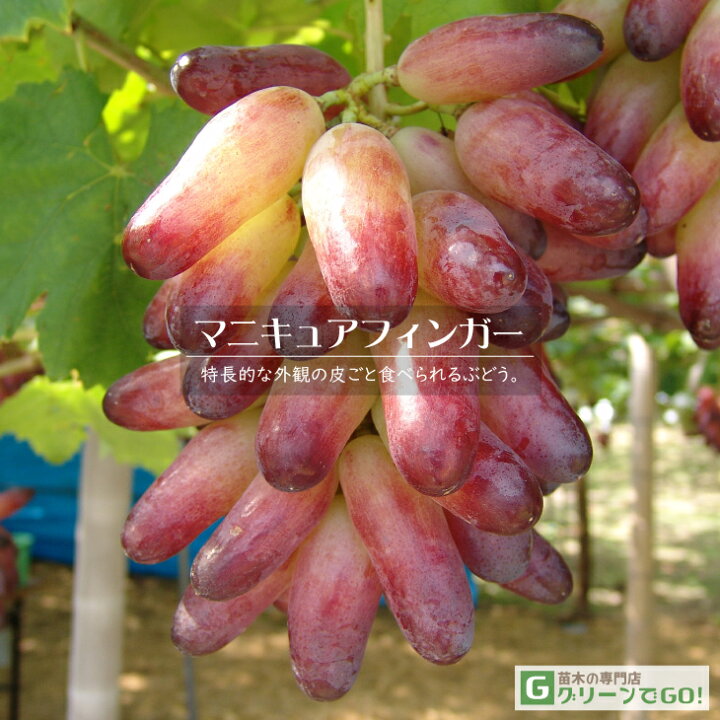 マニキュアフィンガー クール便 税込 送料込 ぶどうの本場山梨県山梨市から 山梨の高級葡萄の代表 マニキュアフィンガー を通販
