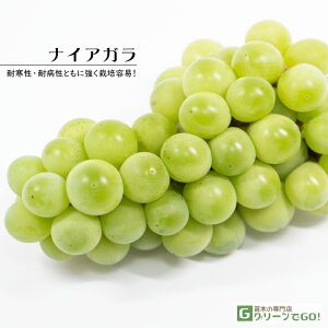 Ԃǂ c yiCAKz 1N ECXt[ ڂ |bgc  Ԃǂ̖ ʔ ʎ ږ c t 鐫A