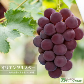 ぶどう 苗木 【オリエンタルスター ［登録品種］】 1年生 ウイルスフリー 接ぎ木 ポット苗 葡萄 ぶどうの木 通販 果樹 接木 苗 落葉樹 つる性植物