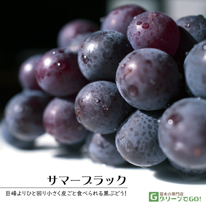 楽天市場 ぶどう 苗木 サマーブラック 1年生 ウイルスフリー 接ぎ木 ポット苗 葡萄 ぶどうの木 通販 果樹 苗 落葉樹 つる性植物 苗木の専門店 グリーンでｇｏ