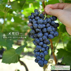 Ԃǂ c yԃCpi [z 1N ECXt[ ڂ |bgc merlot  Ԃǂ̖ ʔ ʎ ږ c t 鐫A