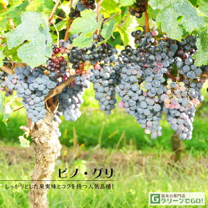 Ԃǂ c yCpi smOz 1N ECXt[ ڂ |bgc sm O[W  Ԃǂ̖ ʔ ʎ ږ c t 鐫A