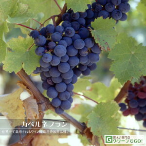  Ԃǂ c yԃCpi Jxltz 1N ECXt[ ڂ |bgc ij[ܕtj ug u[VF Ԃǂ̖ ʔ ʎ ږ c t 