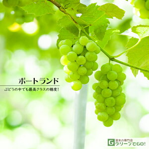 D2Nc Ԃǂ c y|[ghz 2Nc } icj  Ԃǂ̖ ʔ ʎ c t 鐫A