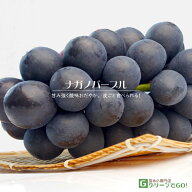 ぶどう 苗木 【ナガノパープル ［登録品種］】 3年生 ウイルスフリー 接ぎ木 約1.3m 大苗 葡萄 ぶどうの…