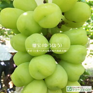ぶどう 苗木 【雄宝（ゆうほう） ［登録品種］】 3年生 ウイルスフリー 接ぎ木 約1.3m 大苗 葡萄 ぶどう…