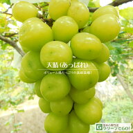■優良2年生大苗■ ぶどう 苗木 【天晴 （あっぱれ）】 2年生 ウイルスフリー 接ぎ木 ポット苗 葡萄 ぶど…