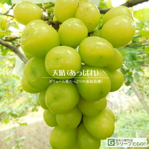 Ԃǂ c yViςj mo^inz 3N ECXt[ ڂ 1.1m c  Ԃǂ̖ ʔ ʎ ږ c t 鐫A