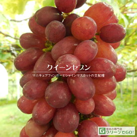 [楽天市場店限定価格] ◆グリGO!秋のガーデニング応援祭◆ ぶどう 苗木 【クイーンセブン】 3年生 ウイルスフリー 接ぎ木 約1.3m 大苗 葡萄 ぶどうの木 通販 果樹 接木 苗 落葉樹 つる性植物