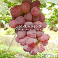 ぶどう 苗木 【バイオレットキング】 1年生 ウイルスフリー 接ぎ木 ポット苗 葡萄 ぶどうの木 通販 果樹 …