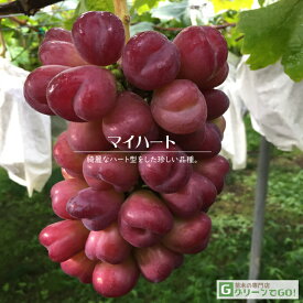 [楽天市場店限定価格] ◆グリGO!秋のガーデニング応援祭◆ ぶどう 苗木 【マイハート】 3年生 ウイルスフリー 接ぎ木 約1.3m 大苗 葡萄 ぶどうの木 通販 果樹 接木 苗 落葉樹 つる性植物