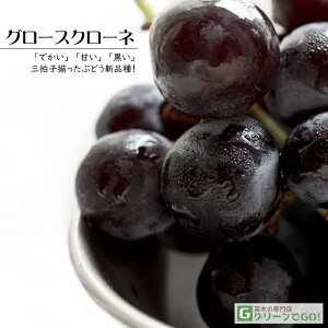 Ԃǂ c yO[XN[l mo^inz 1N ECXt[ ڂ |bgc  Ԃǂ̖ ʔ ʎ ږ c t 鐫A