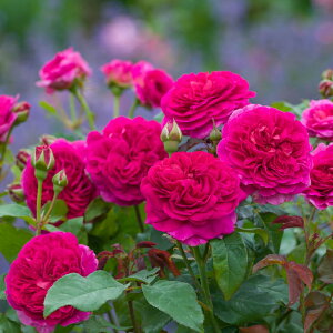 o c CObV[Y yKuG I[N  Ԃ炫z 2N ڂؑc 6bg A KN [Y o  c