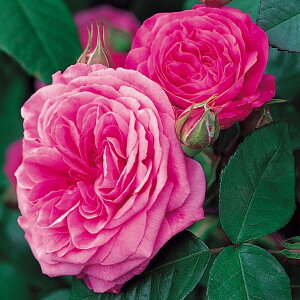 バラ 苗 イングリッシュローズ 【ガートルード ジェキル 大輪 返り咲き】 2年生 接ぎ木大苗 6リットル 鉢植え 薔薇 ローズ バラ の 苗