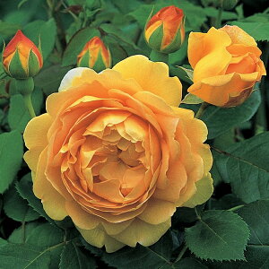 OUTLET ROSE [yVs̔]o c CObV[Y yS[fZu[V  Ԃ炫z 2N ڂؑc 6bg A KN [Y o  c