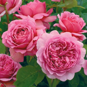 o c CObV[Y yvZXALTh Iu Pg  lG炫z 2N ڂؑc 6bg A KN [Y o  c