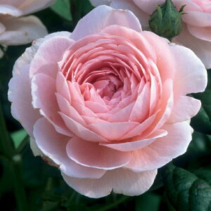 OUTLET ROSE [yVs̔]o c CObV[Y yNB[ Iu XEF[f  Ԃ炫z 2N ڂؑc 6bg A KN [Y o  c