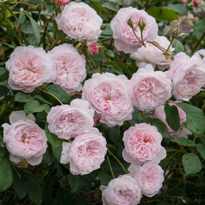 o c CObV[Y yW IuCg u[  Ԃ炫z 3N ڂ 1.3m c (ڕc) A[` KN [Y o  c