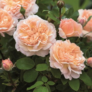 o c CObV[Y yU fB[ K[fi[  lG炫z 2N ڂؑc 6bg A KN [Y o  c