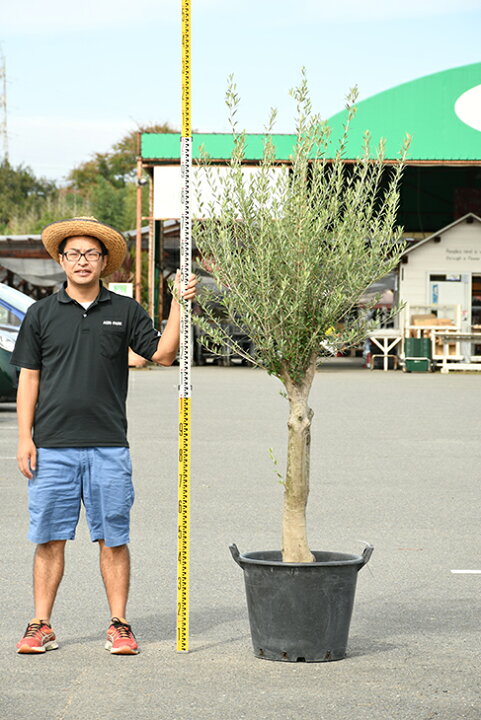 楽天市場 現品発送 オリーブ 苗木 古木 原木オリーブ 品種 不明 枯れにくいナーセリーポット管理 鉢植え オリーブの木 苗 シンボルツリー 生垣 庭木 植木 常緑樹 全国発送可 R309 2 Olive 苗木の専門店 グリーンでｇｏ