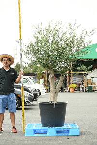 オリーブ 古木 盆栽 植木の人気商品 通販 価格比較 価格 Com オリーブ 古木 盆栽 植木の人気商品 通販 価格比較 価格 Com