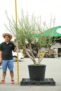 オリーブ シンボルツリー 盆栽 植木の人気商品 通販 価格比較 価格 Com
