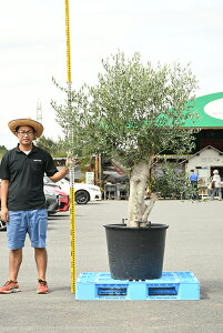 オリーブ の木 庭の人気商品 通販 価格比較 価格 Com