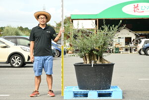 オリーブ の木 庭の人気商品 通販 価格比較 価格 Com オリーブ の木 庭の人気商品 通販 価格比較 価格 Com