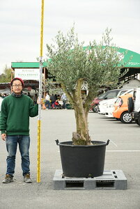 オリーブ シンボルツリー 盆栽 植木の人気商品 通販 価格比較 価格 Com
