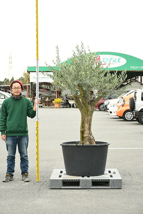 楽天市場 現品発送 オリーブ 苗木 古木 原木オリーブ 品種 ミッション 枯れにくいナーセリーポット管理 鉢植え オリーブ の 木 苗 シンボルツリー 生垣 庭木 植木 常緑樹 全国発送可 R411 12 苗木の専門店 グリーンでｇｏ