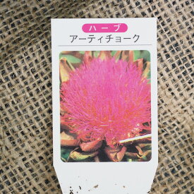 楽天市場 アーティチョーク ドライフラワーの通販